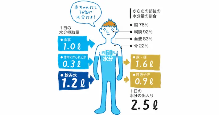 からだの部位の水分量の割合