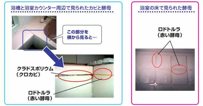 浴室のカビと酵母の検出率